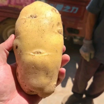 【推荐】荷兰十五土豆黄皮黄心全国发货保质保量无青头黑心