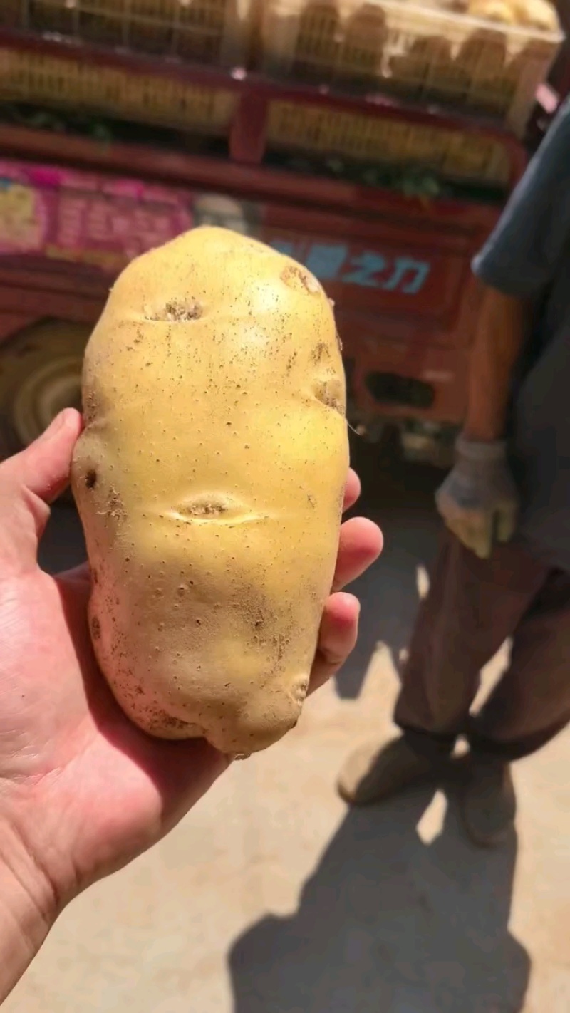 【推荐】荷兰十五土豆黄皮黄心全国发货保质保量无青头黑心