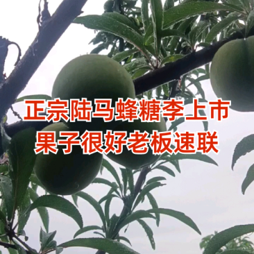 蜂糖李品质保证服务周到产地直发价格美丽欢迎联系