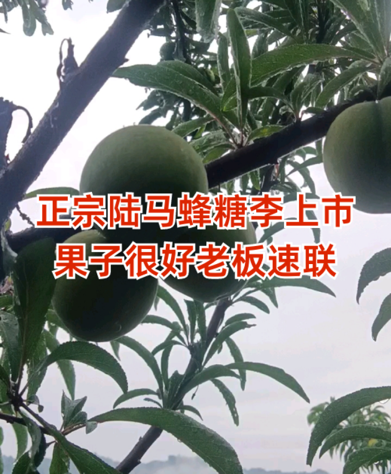 蜂糖李品质保证服务周到产地直发价格美丽欢迎联系
