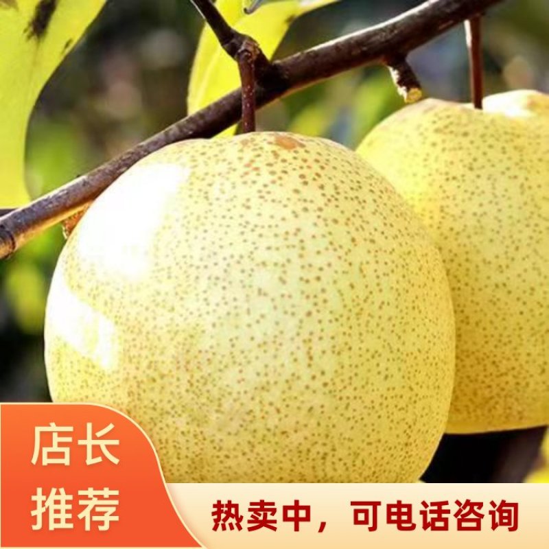 山西晋中祁县酥梨大量现货欢迎全国客商咨询联系