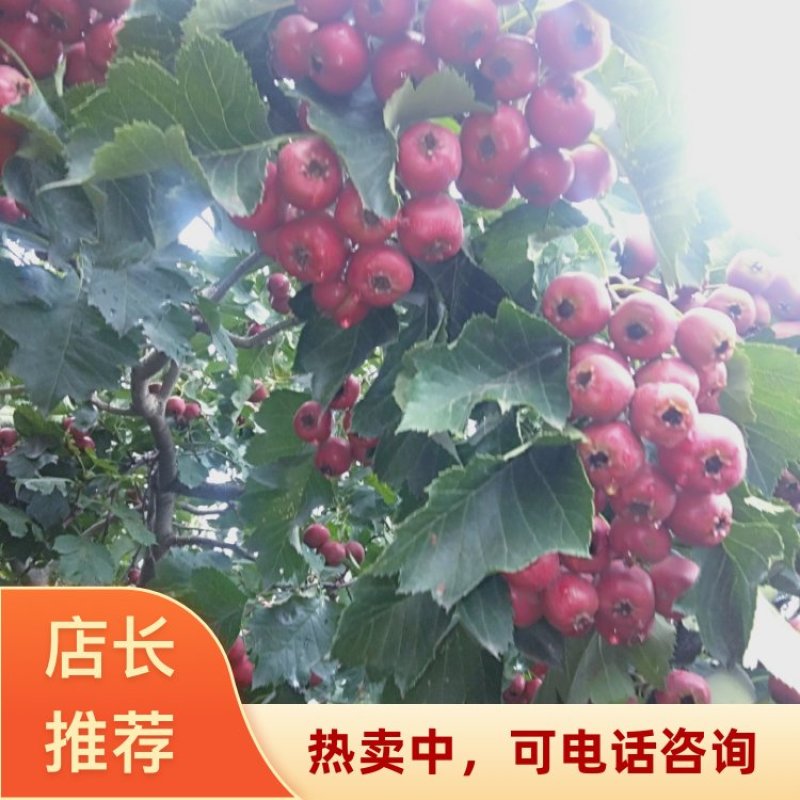 山楂大金星山楂商品果山西晋中祁县产地直销