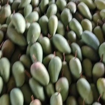 云南西双版纳大青芒、金黄芒货源充足、产地直发品质保证