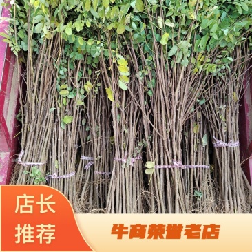 【推荐】刺槐苗现挖现发品质保证提供技术指导成活高售后无忧