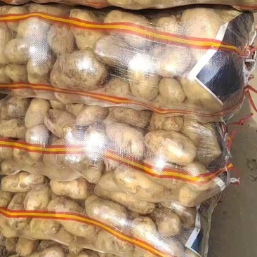 荷兰十五土豆3两以上精品