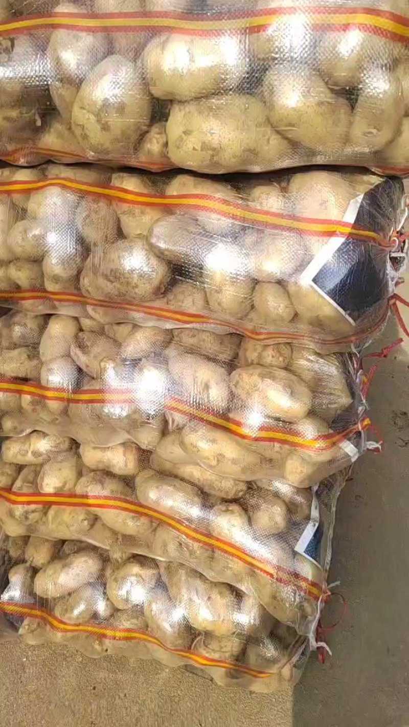 荷兰十五土豆3两以上精品