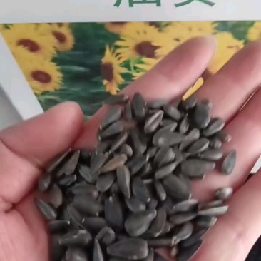 向日葵种孑，食用葵花籽高杆矮杆观赏种子室外阳台土培盆栽四