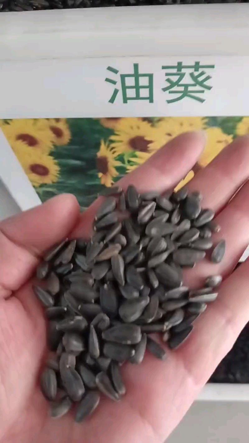 向日葵种孑，食用葵花籽高杆矮杆观赏种子室外阳台土培盆栽四