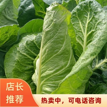 云南昭通永善县牛心甘蓝新鲜牛心菜大量有新货欢迎咨询
