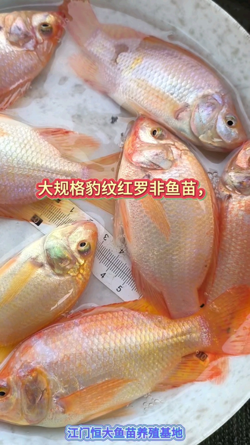 精品红罗非鱼苗，大量批发，渔场直供。