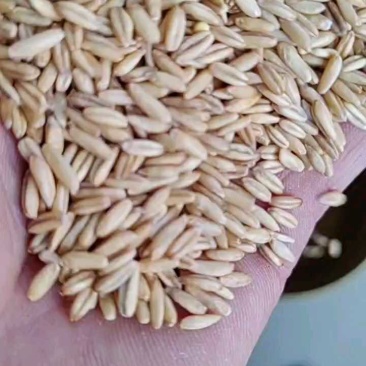 作为供应商，乌兰察布裸燕麦米的品质确实让人放心——每粒都