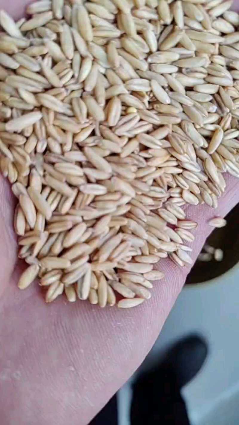 作为供应商，乌兰察布裸燕麦米的品质确实让人放心——每粒都