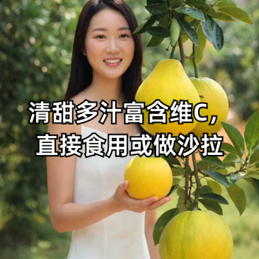 井冈蜜柚金沙柚基地。产品具有甘甜、柚香、肉脆、耐藏特点。