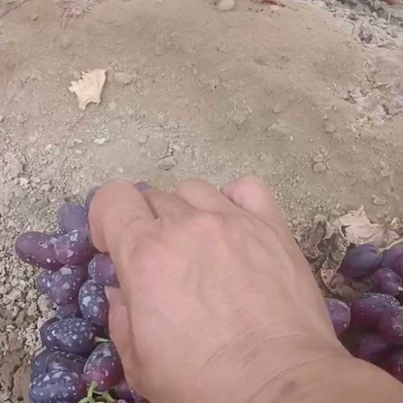 克伦生葡萄当季鲜货葡萄上市了价格合适运输便利欢迎联系