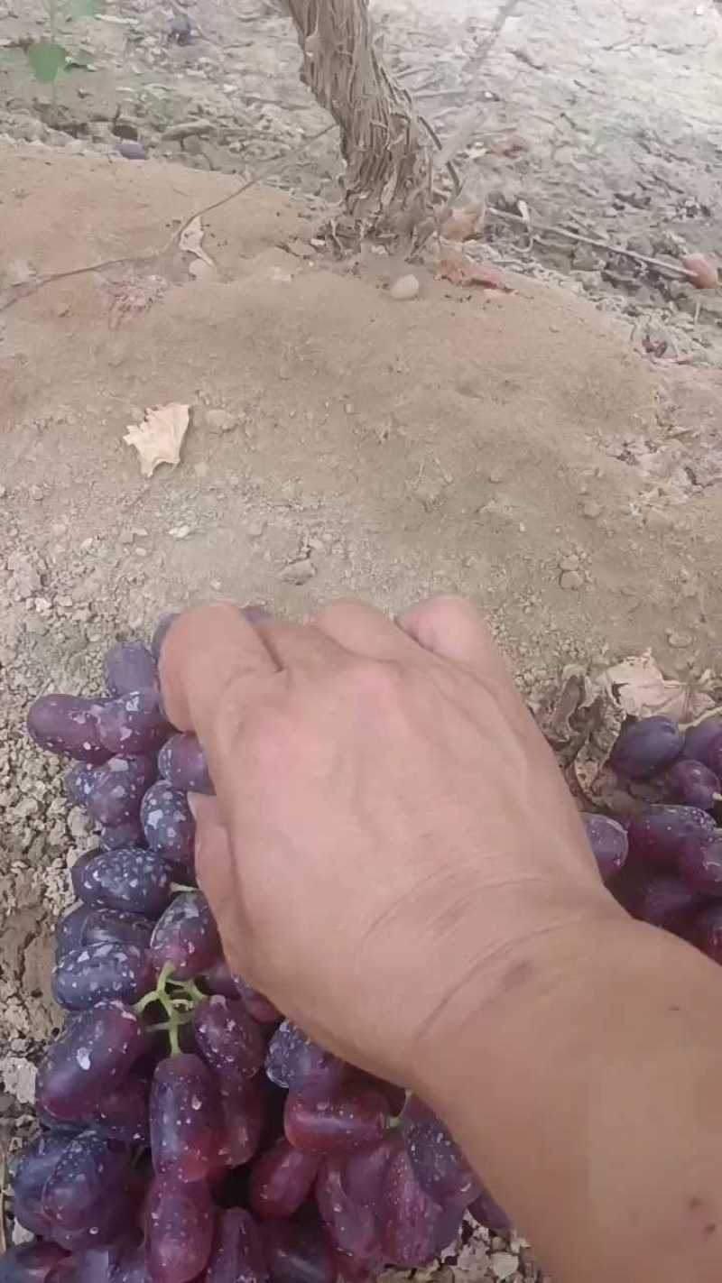 克伦生葡萄当季鲜货葡萄上市了价格合适运输便利欢迎联系