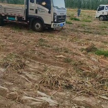 大蒜紫皮大蒜河南大蒜量大从优基地供应可视频看货