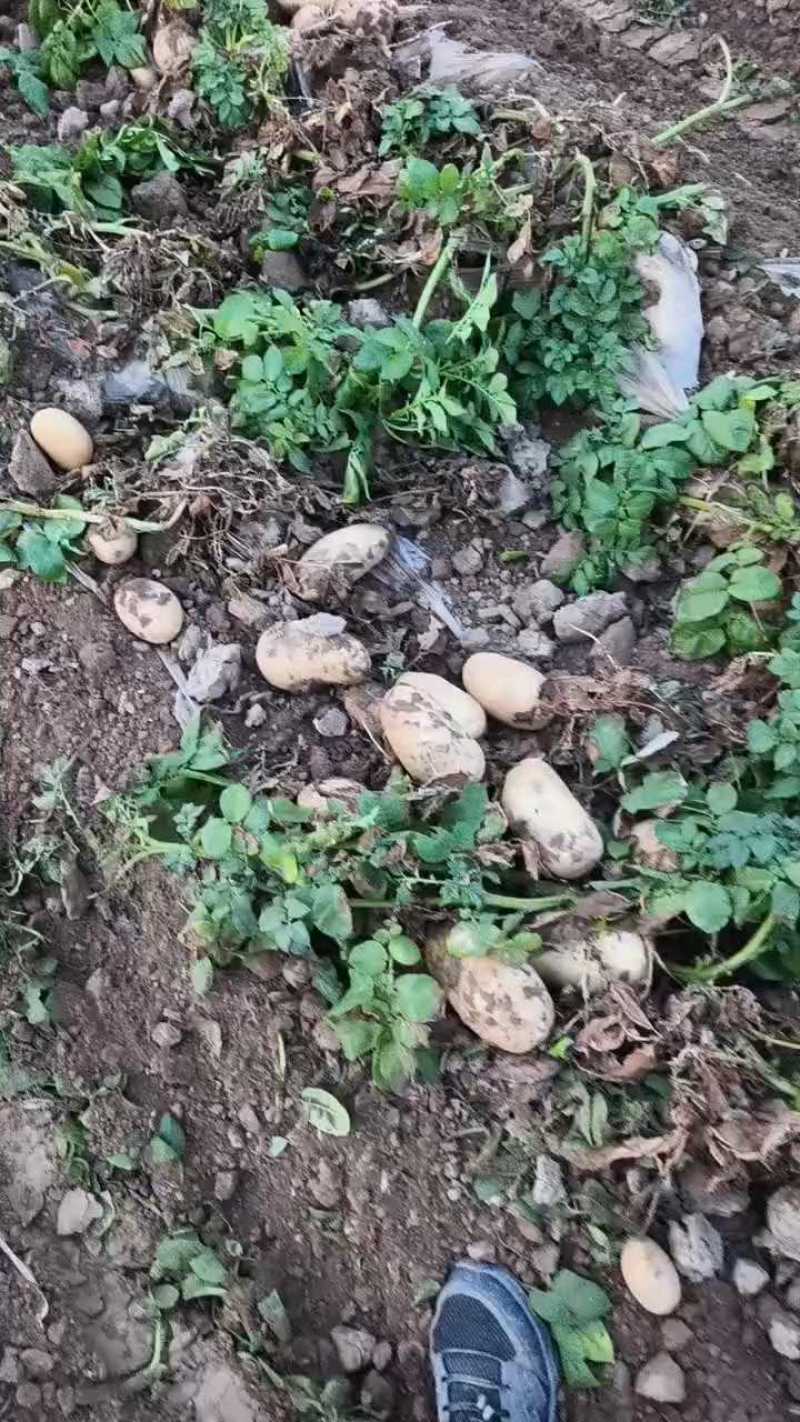 （实力甄选）河南土豆/沃土5号/黄心土豆/V7土豆、