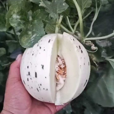 蜜露蜜瓜甜瓜