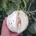 蜜露蜜瓜甜瓜