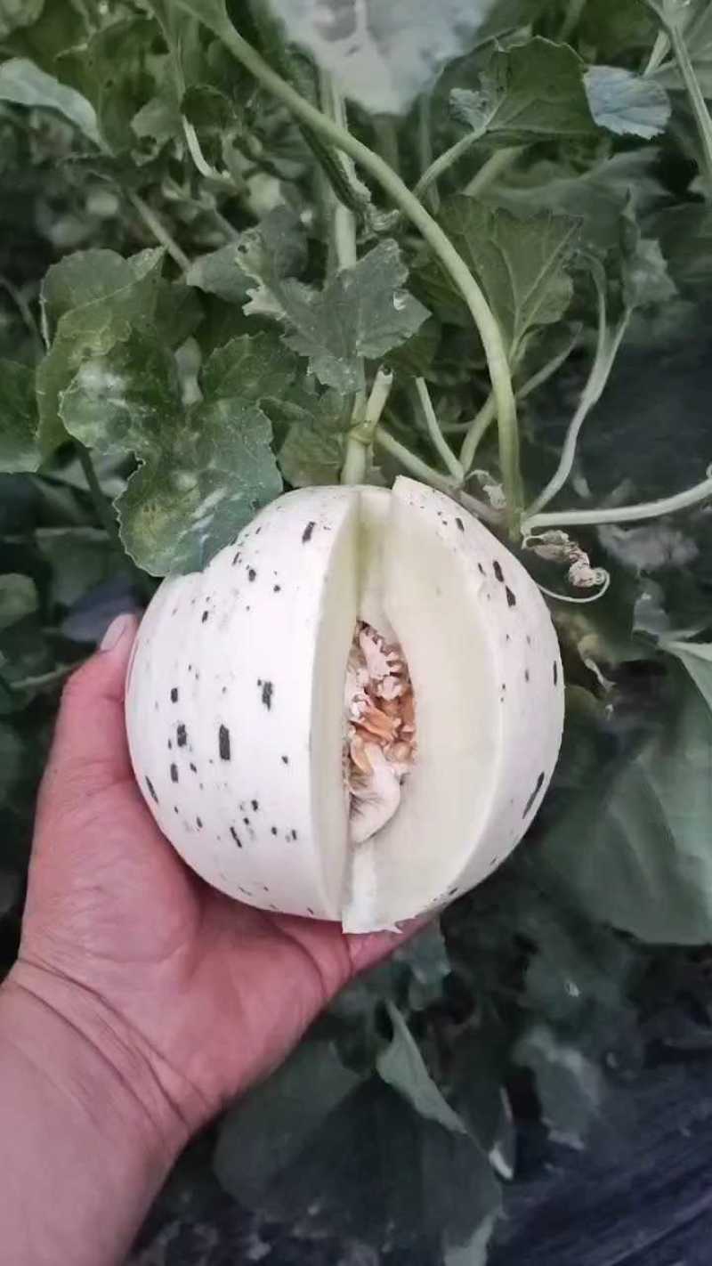 蜜露蜜瓜甜瓜