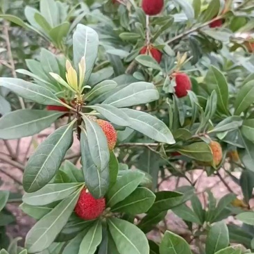 杨梅🍒浙江产地品质保障自家种植欢迎采购对接全国客商