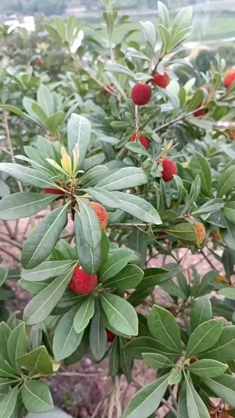 杨梅🍒浙江产地品质保障自家种植欢迎采购对接全国客商