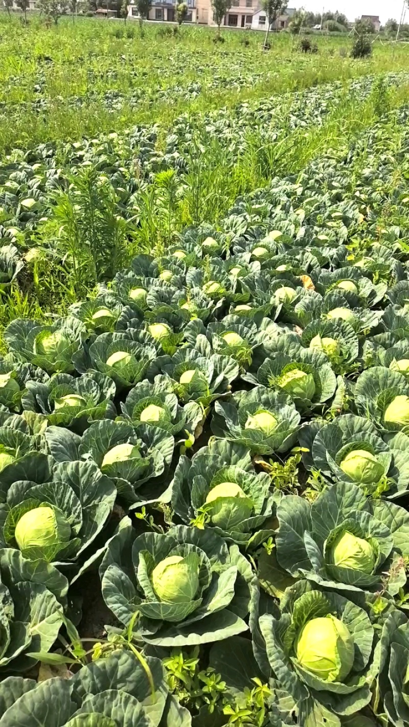 精品甘蓝