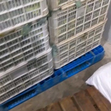 急售东台西兰花！基地直发！质量保证！对接全国各大商超合作