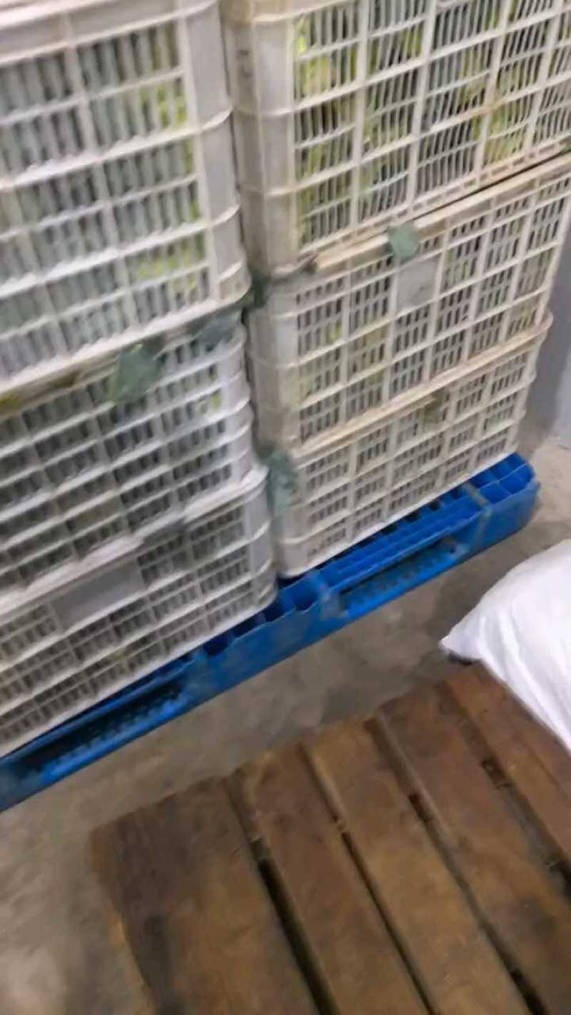 急售东台西兰花！基地直发！质量保证！对接全国各大商超合作