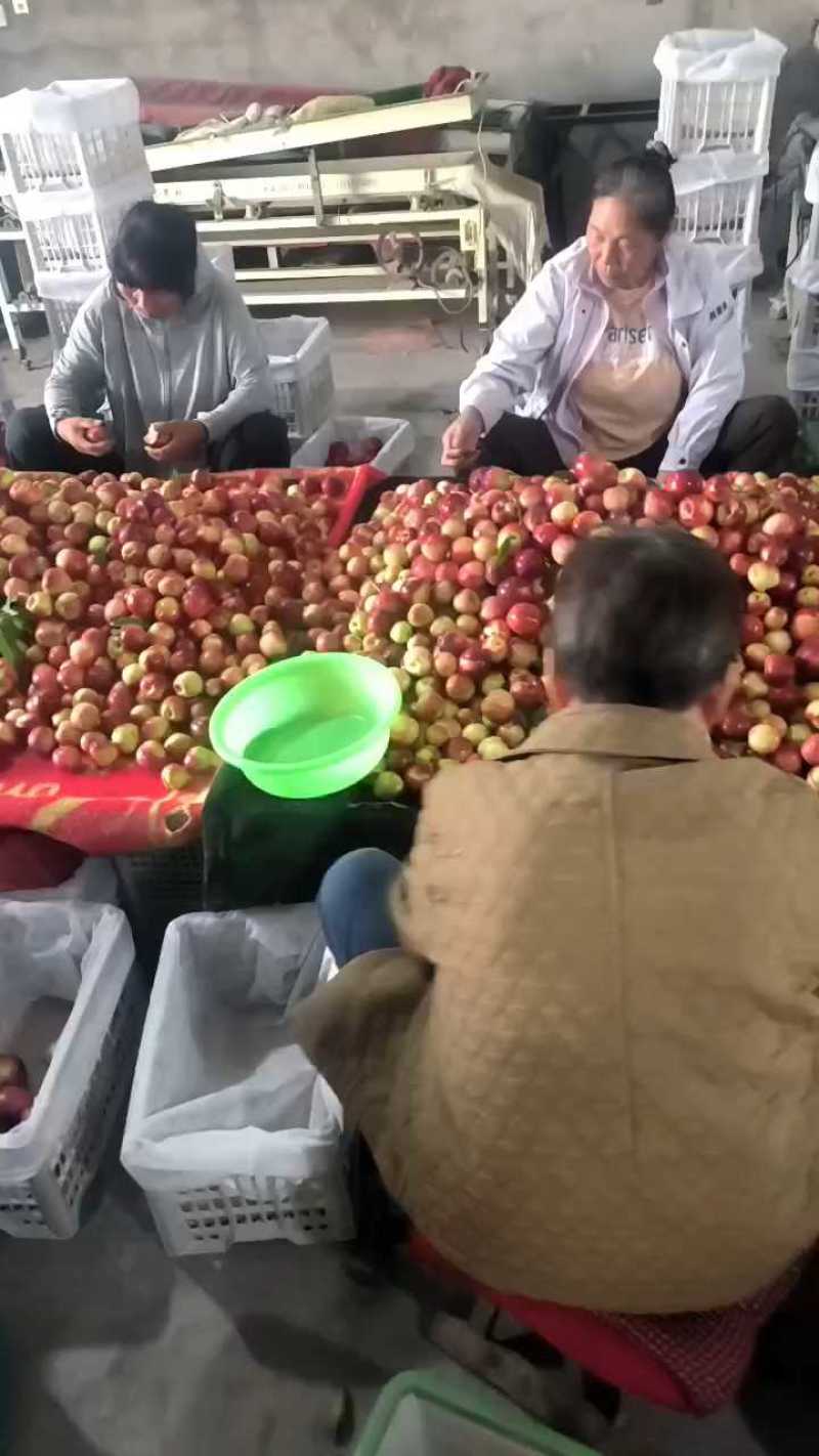 陕西枣油桃，大量上市，质量保证，口感脆甜