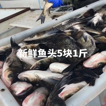 新鲜鱼头5块1斤，今天又是我亲自去拿鱼的一