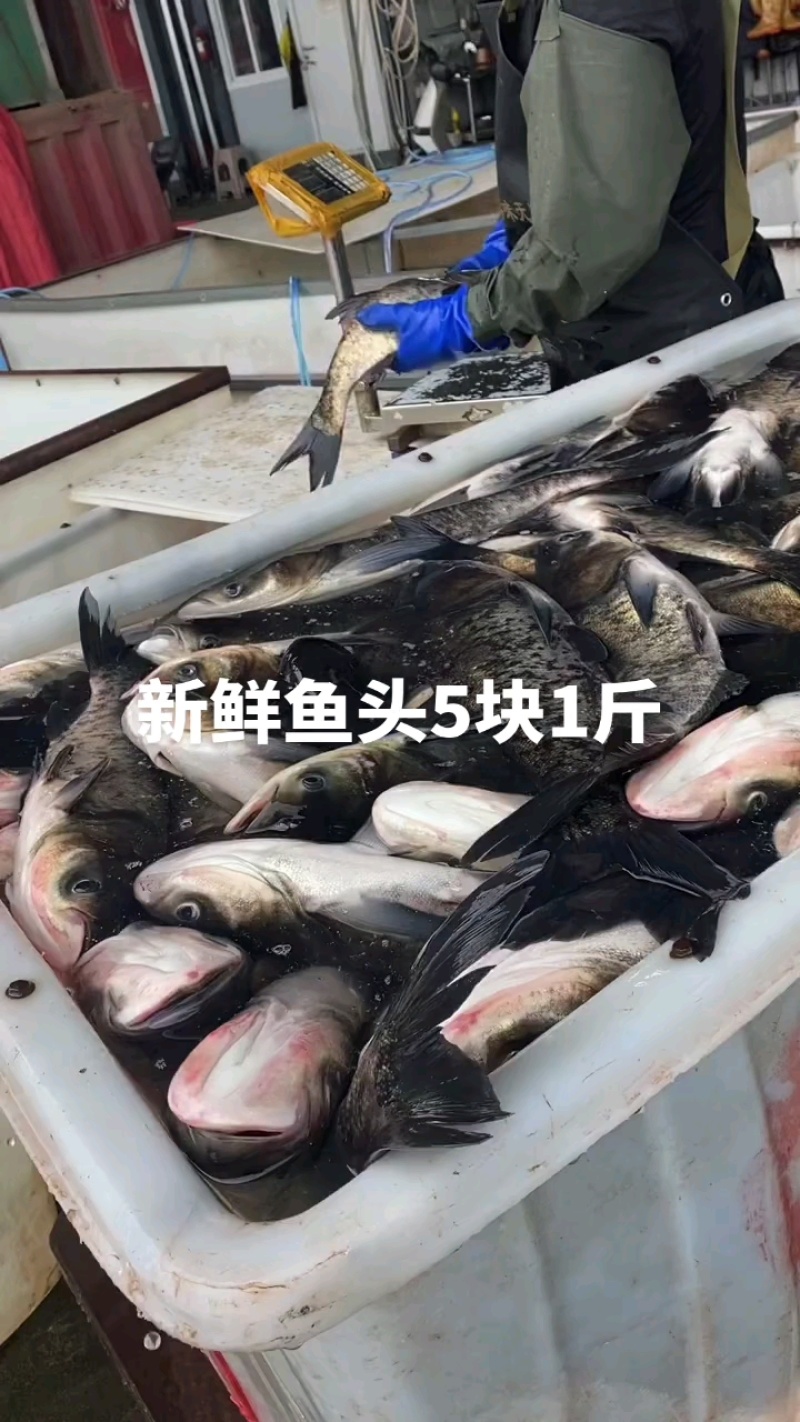 新鲜鱼头5块1斤，今天又是我亲自去拿鱼的一