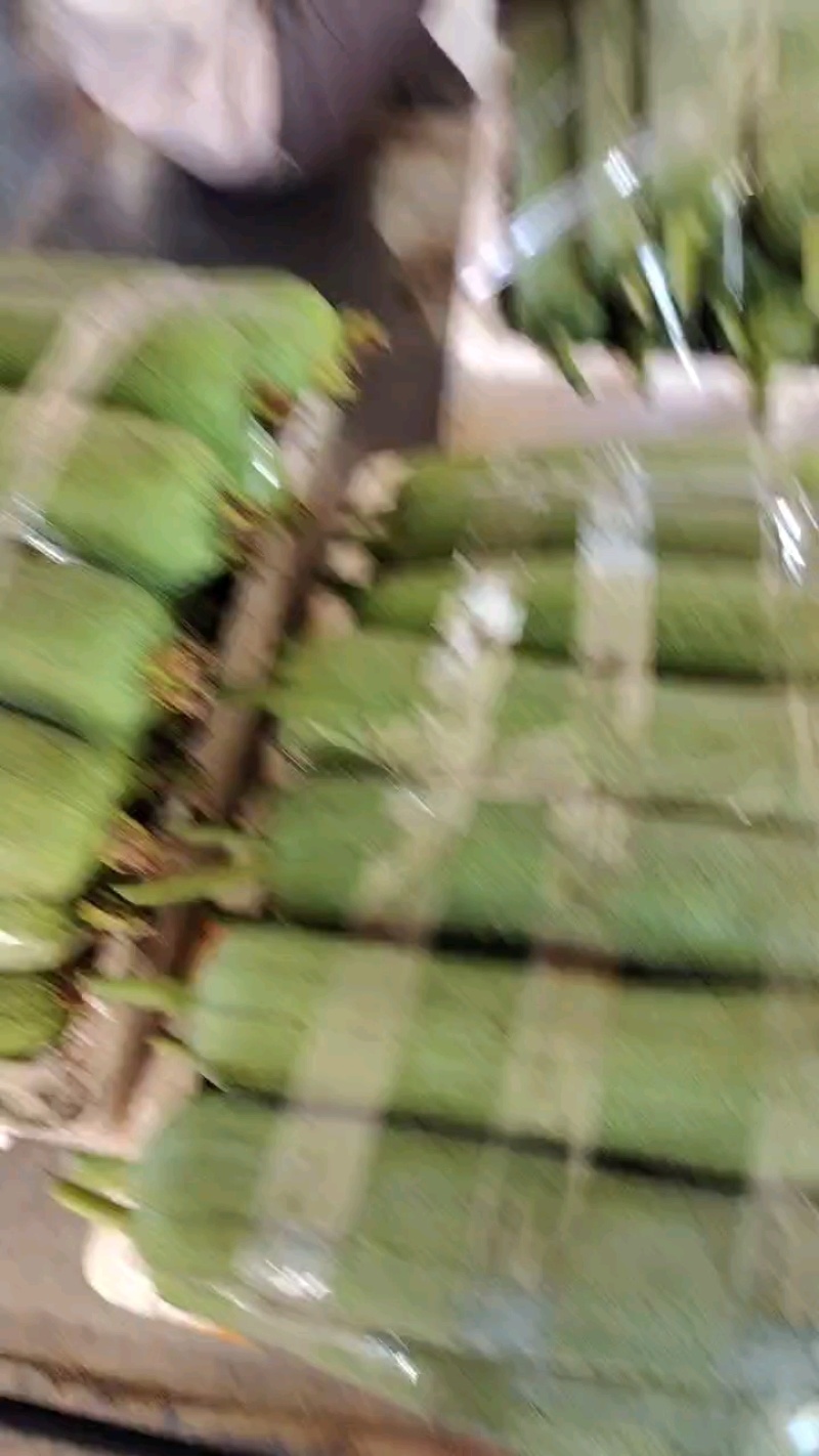 中长规格，长度适中，品质优良。