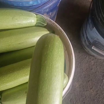 聊城油绿西葫芦，精品套网，两毛起！