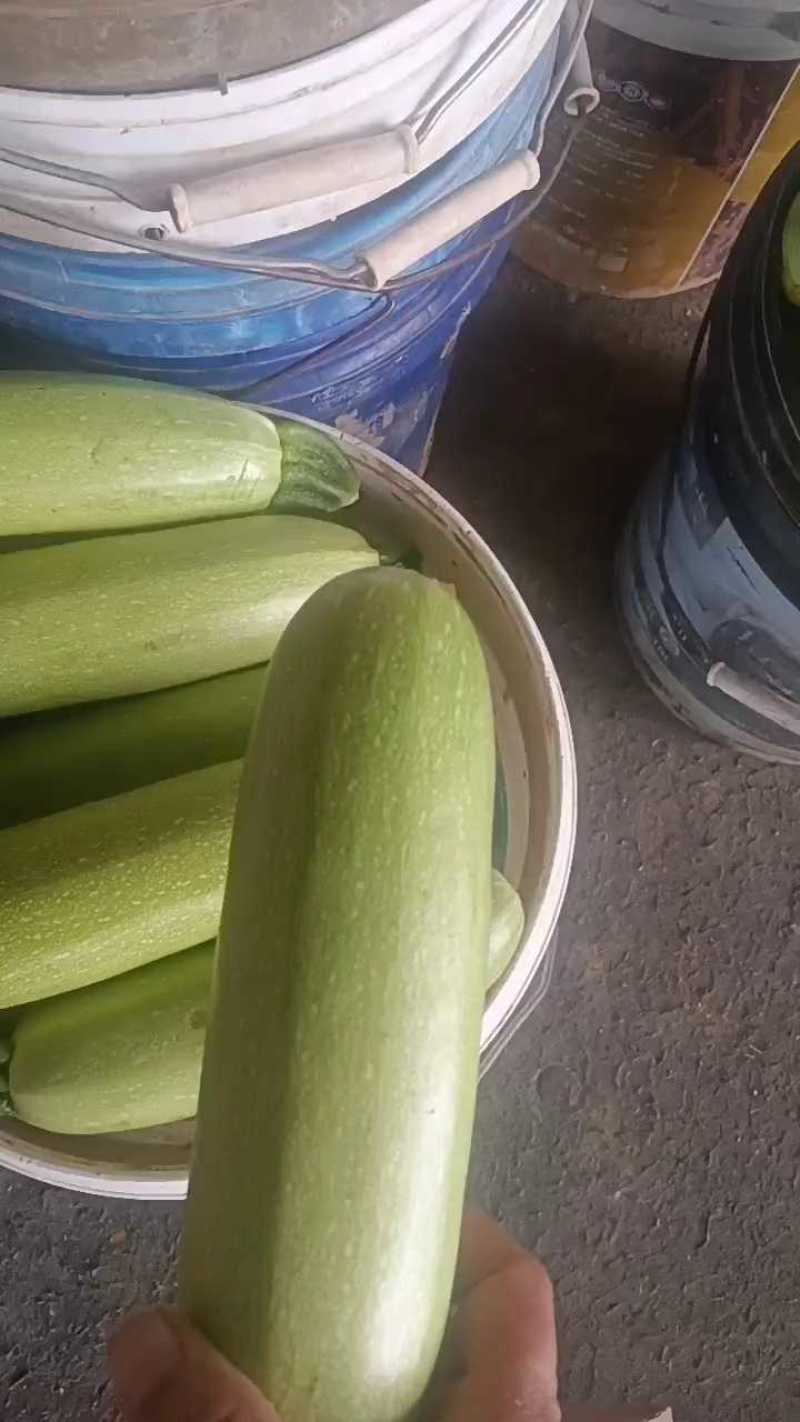 聊城油绿西葫芦，精品套网，两毛起！