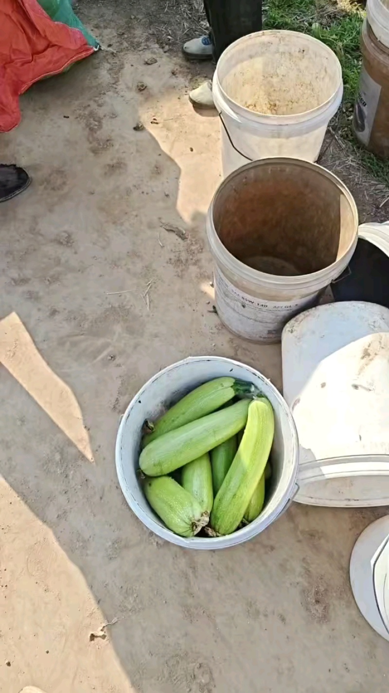 优质绿皮西葫芦量大质优，现摘现发诚邀各地经销商前来惠顾。