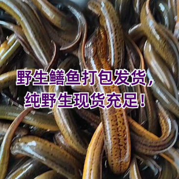 洪湖土鳝鱼,黄鳝价格详谈每日行情波动1-2元
