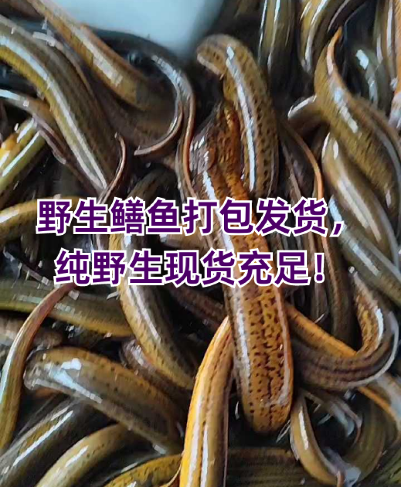 洪湖土鳝鱼，黄鳝价格详谈每日行情波动1-2元