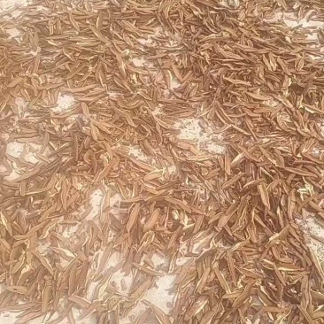 灵芝切片厚薄可定制泡酒煲汤打粉都行按需求加工定制承接电商餐饮
