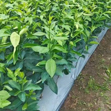 【推荐】精品大叶纸壳头沃柑大杯苗基地直发欢迎选购！