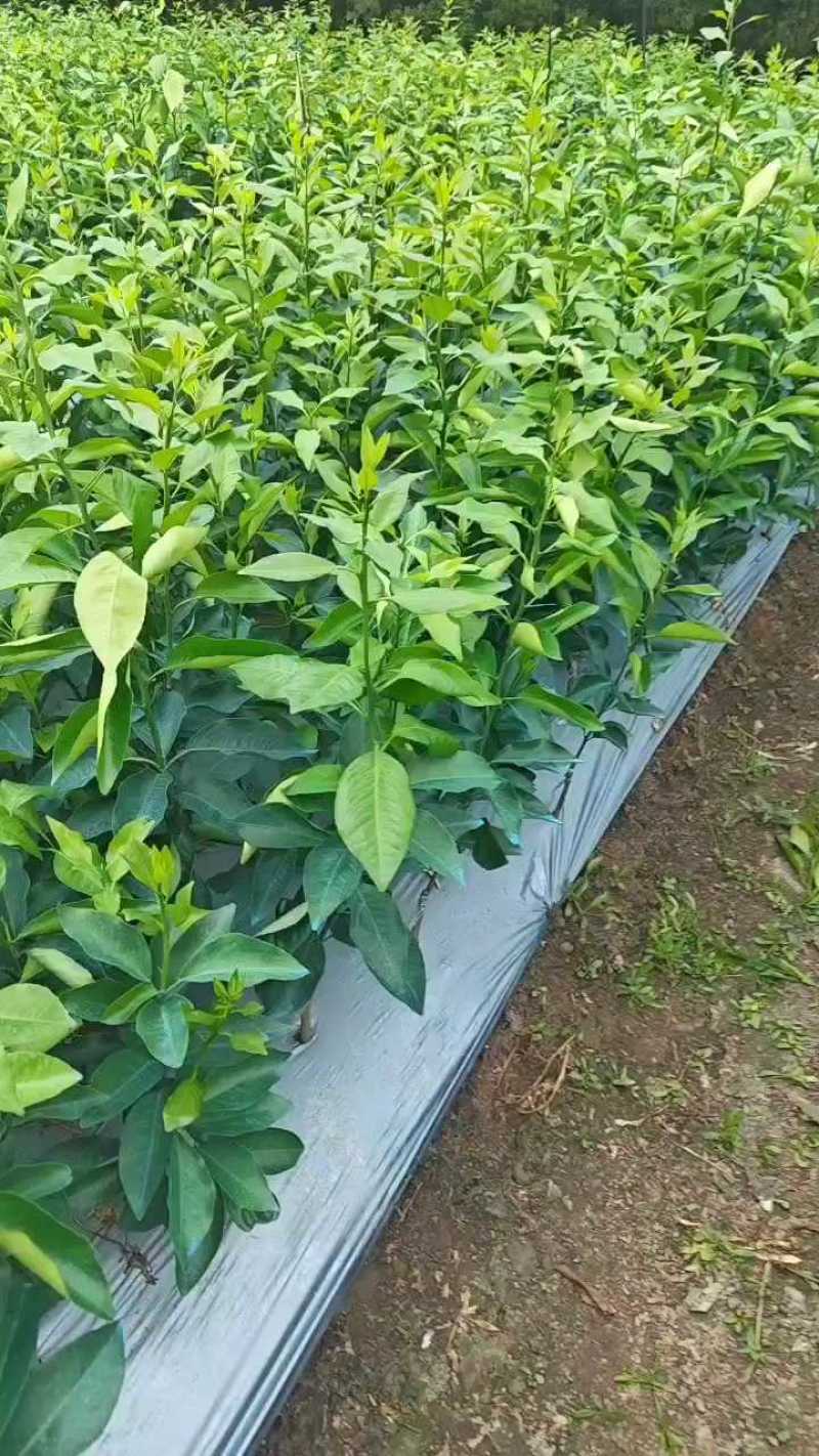 【推荐】精品大叶纸壳头沃柑大杯苗基地直发欢迎选购！