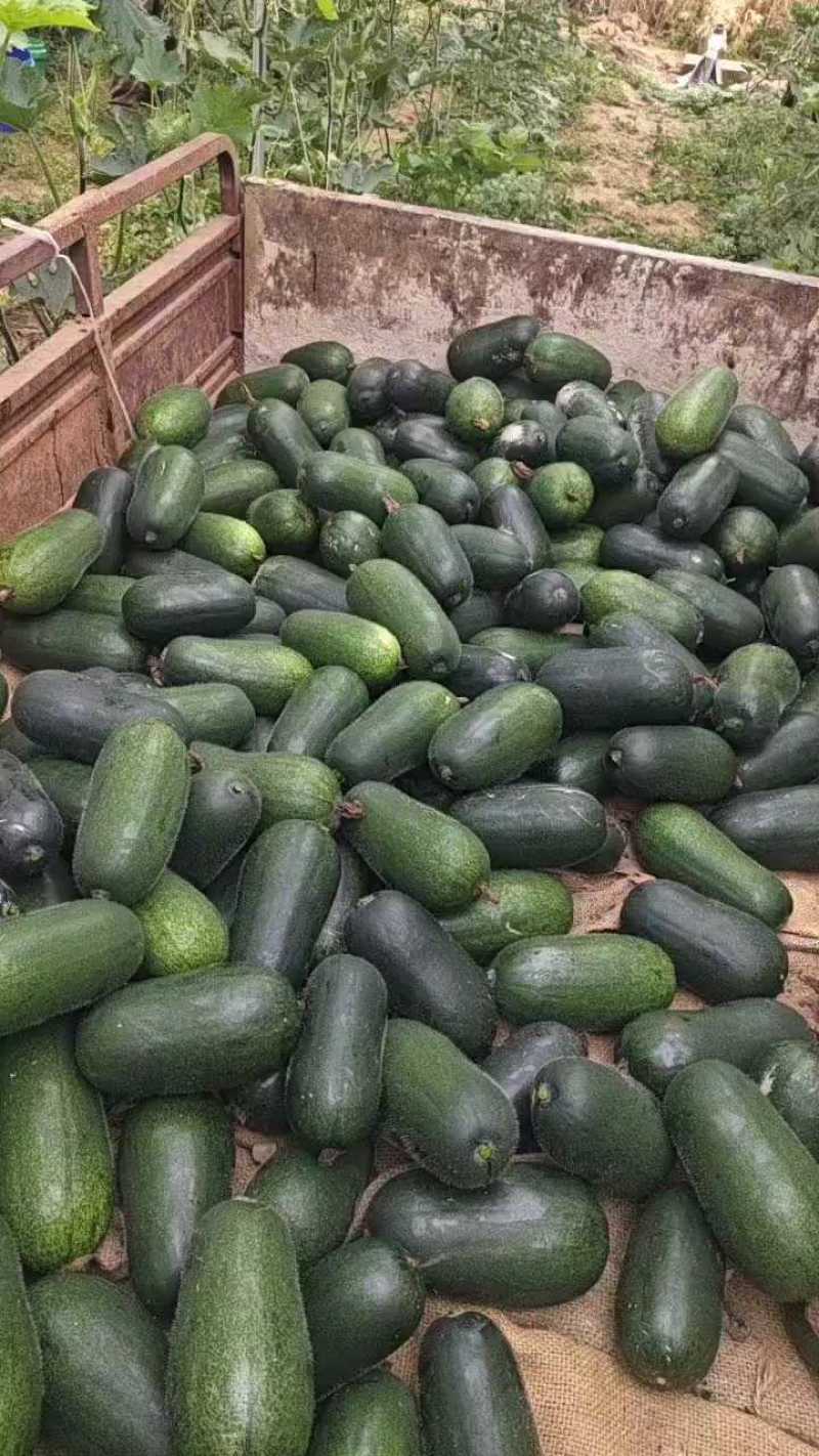 精品水果冬瓜大量有货，口感好吃！