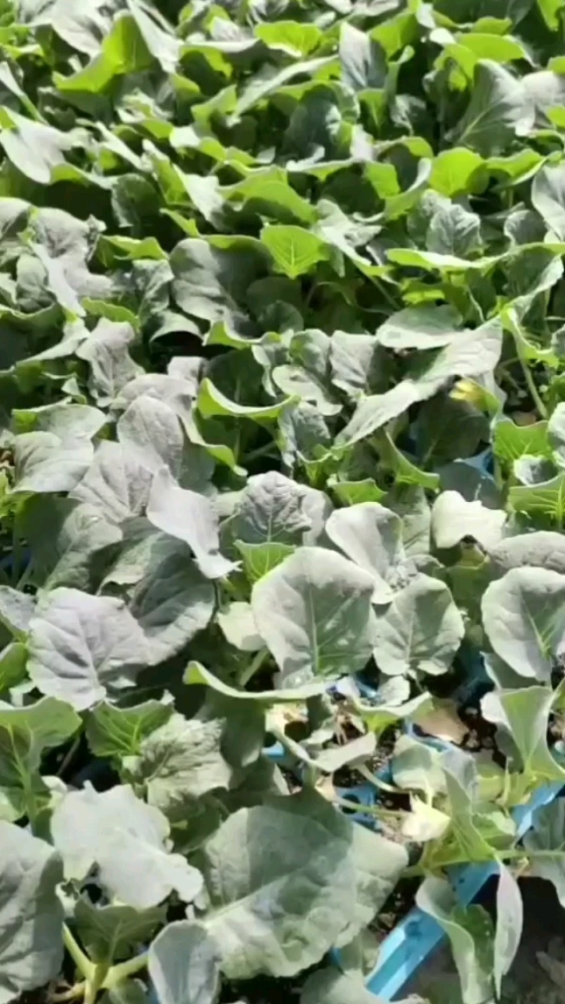 炎秀西兰花苗耐寒**西兰花苗免费技术指导包回收