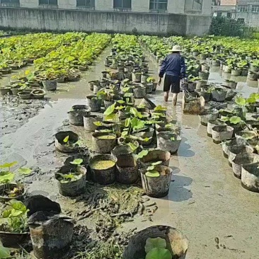 盆栽荷花一盆20支15块钱一盆合0.75一支