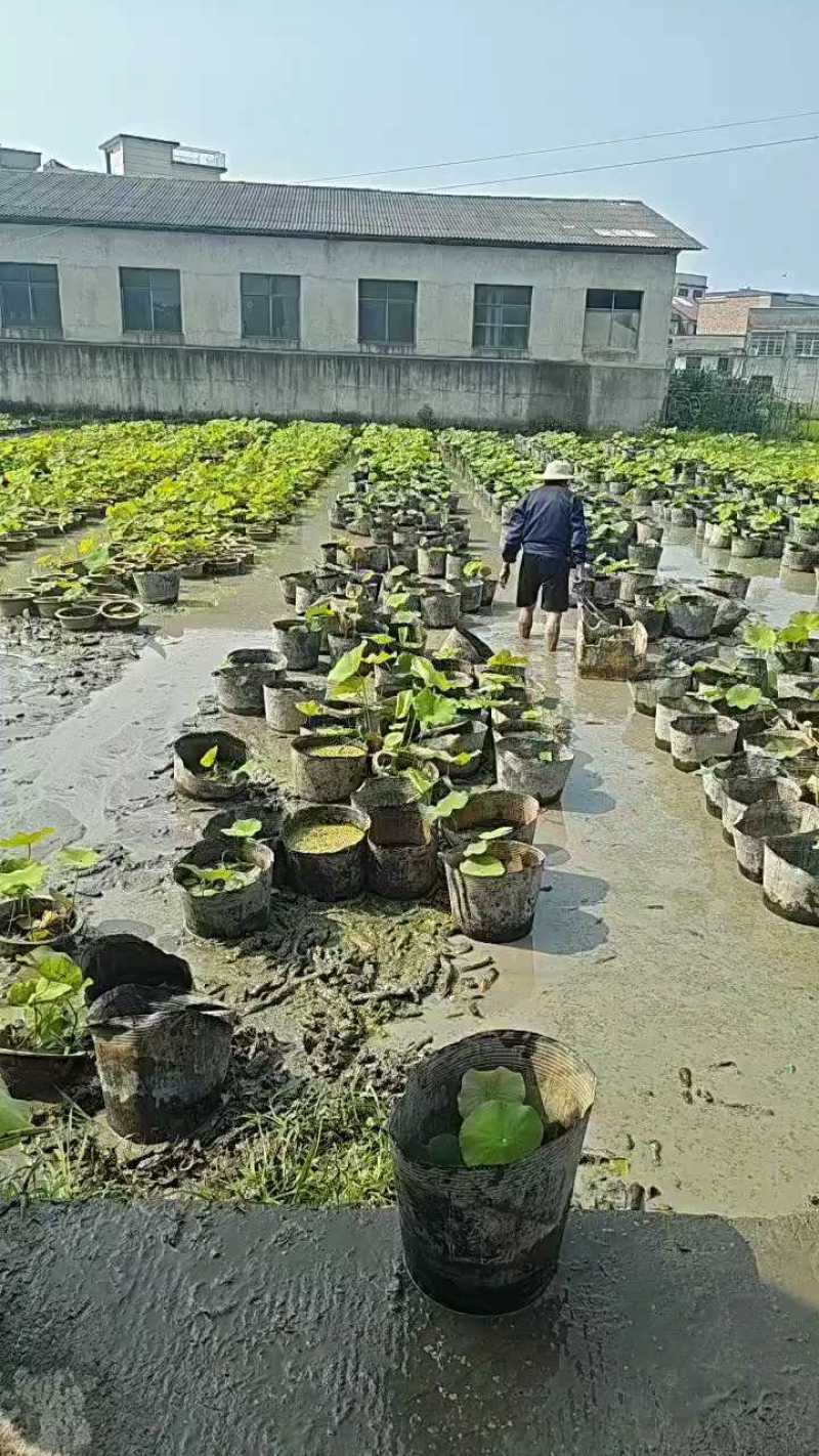 盆栽荷花一盆20支15块钱一盆合0.75一支