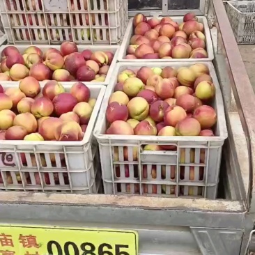 油桃安徽油桃，产地直发，规格齐全，对接市场批发商