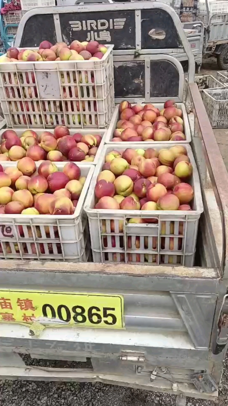 油桃安徽油桃，产地直发，规格齐全，对接市场批发商