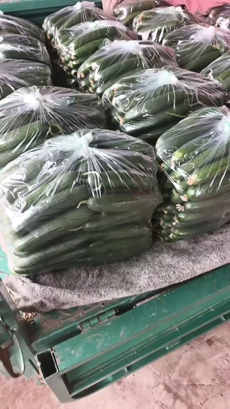 河北精品密刺黄瓜，质量保证条形好，颜色亮价格便宜