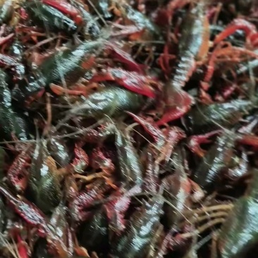 清水小龙虾，底板干净，肉质保满满，价格美丽，量大从优