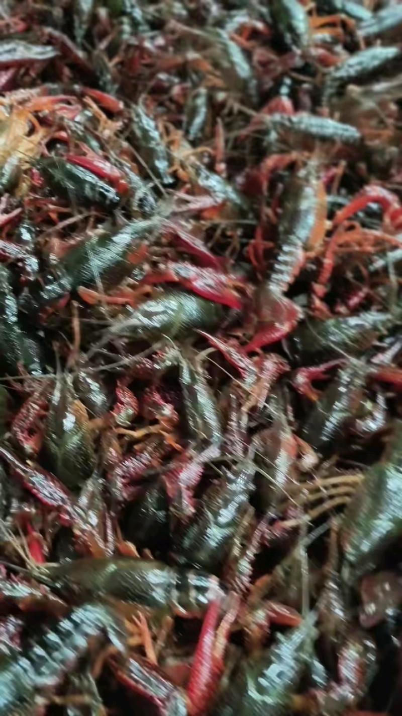 清水小龙虾，底板干净，肉质保满满，价格美丽，量大从优